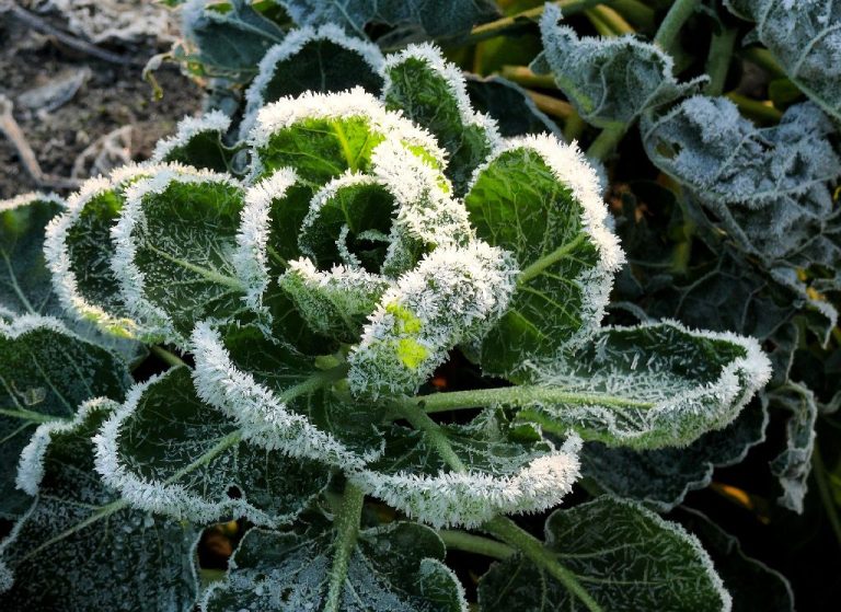 Zaštita biljaka od niskih temperatura