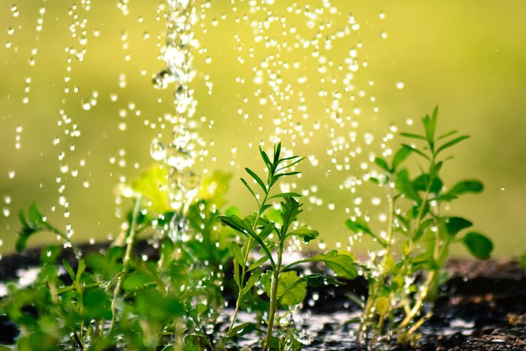 Utjecaj kiše na vaše biljke – spriječite truljenje korijena