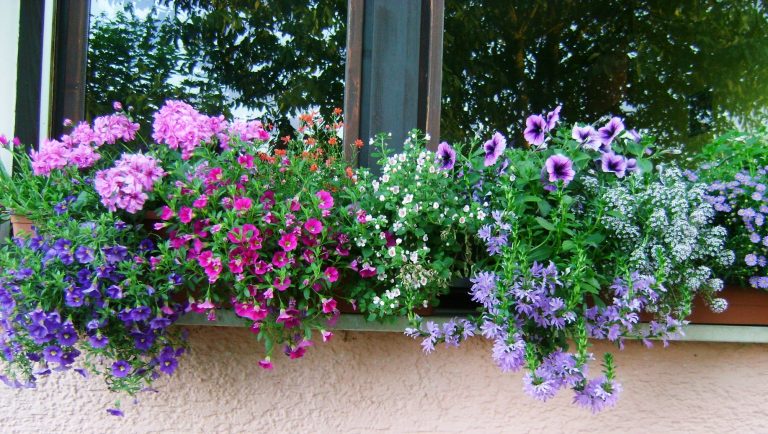 Kako produžiti cvatnju balkonskog cvijeća?