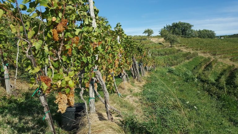 Jesenska gnojidba vinograda je preduvjet za dobru berbu sljedeće godine