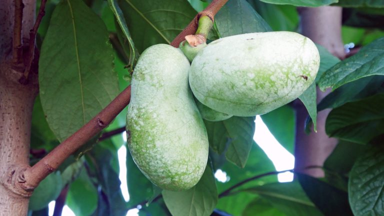 Indijska banana dobro uspijeva i u Hrvatskoj