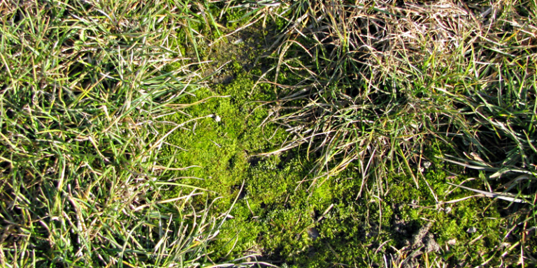 Što nam mahovina na travnjaku poručuje i kako reagirati